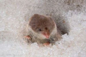 Большая любовь к маленькому миру. Как в Петербурге появилось сообщество любителей макросъемки грибов, растений и насекомых